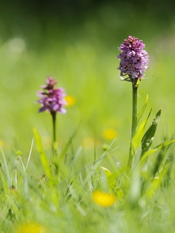 Exposition - Qui pollinise mon jardin ? 